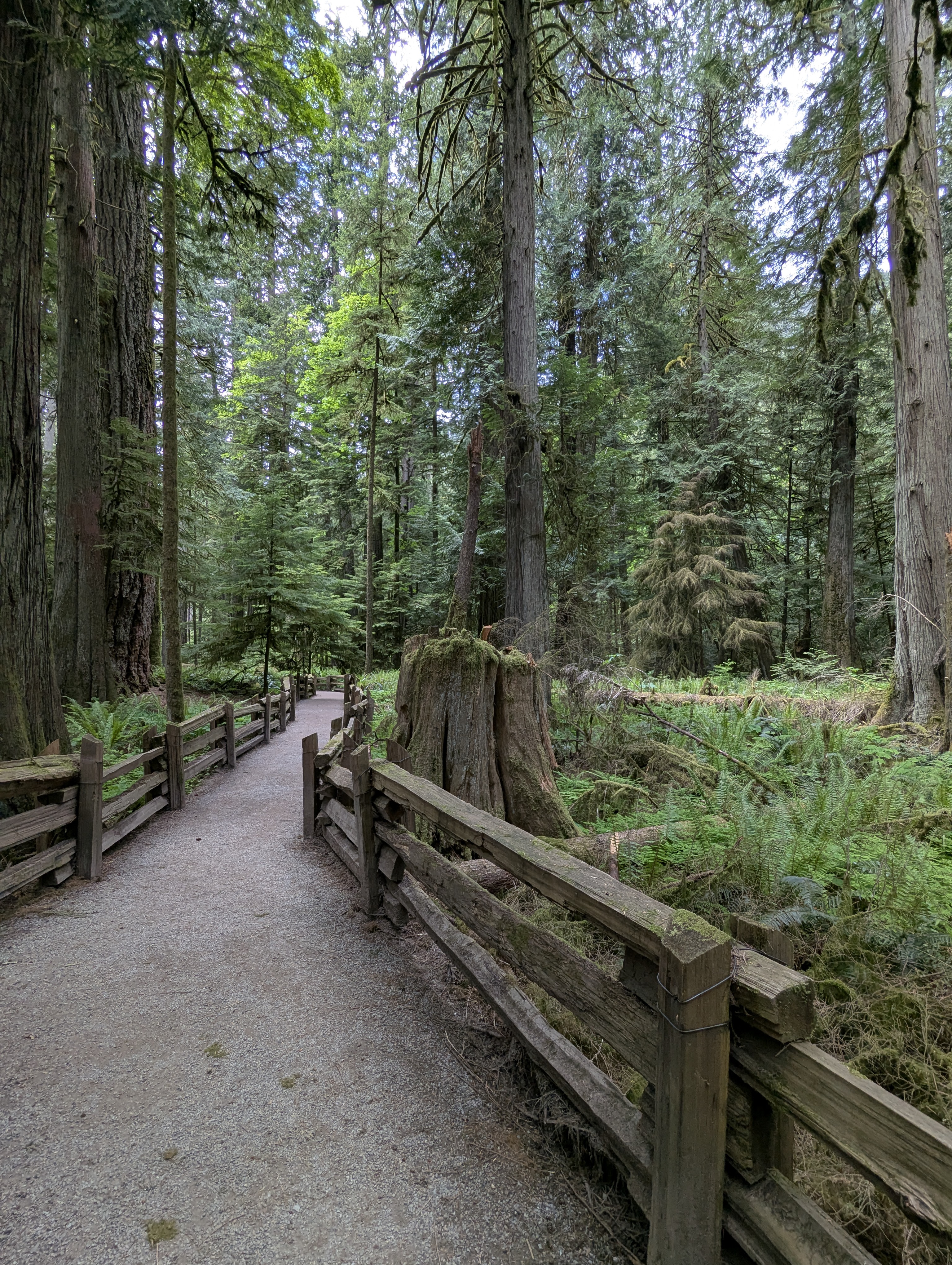 Birthday Trip to Canada, Cathedral Grove, Vancouver Island